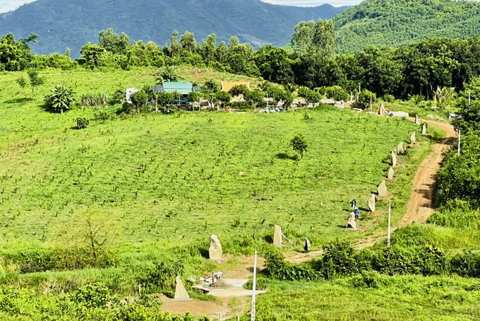 Cây xáo tam phân phát triển tốt ở vùng đất Ninh Tân. 